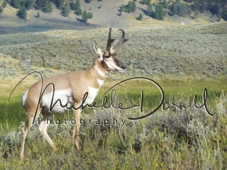 A male pronghorn antelope poses in Lamar Valley, Yellowstone National Park, Wyoming and Montana. 72 dpi, 300 dpi