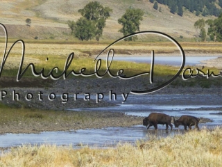 Two bison cross a stream in Lamar Valley, Yellowstone National Park, Wyoming and Montana. 72 dpi, 300 dpi
