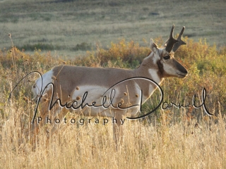A male pronghorn antelope poses in the National Bison Range, Moise, Montana. 72 dpi, 300 dpi