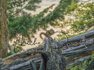 A chipmunk eats its meal while it waits for me to pass by. National Bison Range, Moise, Montana. 72 dpi, 300 dpi