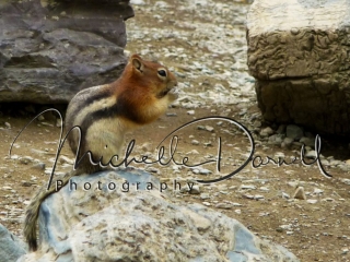 A golden mantled ground squirrel eats its prize on the shores of Iceburg Lake, Many Glacier, Glacier National Park, Montana. 72 dpi, 300 dpi