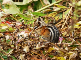 A chipmunk eats a seed on the trail to Iceburg Lake, Many Glacier, Glacier National Park, Montana. 72 dpi, 300 dpi