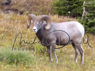An old bighorn sheep ram watches over his herd near the parking lot at Logan's Pass, Glacier National Park, Montana. 72 dpi, 300 dpi