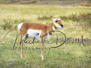 A female pronghorn antelope poses in the National Bison Range, Moise, Montana. 72 dpi, 300 dpi
