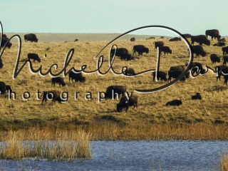 A herd of bison near the watering hole on the Blackfoot Tribe's Bison Preserve, Browning, Montana. Glacier National Park. 72 dpi, 300 dpi