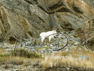 A mountain goat climbs off of the cliffs to munch on some tasty grass near Logan's Pass, Glacier National Park, Montana. 72 dpi, 300 dpi.