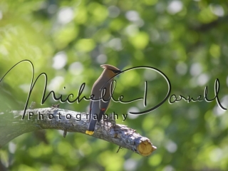 Cedar Waxwing relaxing on the southern tip of Glacier National Park, Montana, near the Goat Licks. 72 dpi, 300 dpi, 600 dpi