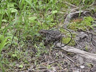 A toad hops across the trail up to Sperry Chalet, Glacier National Park, Montana. 72 dpi, 300 dpi, 600 dpi
