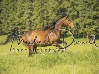 A horse runs through a field north of Spokane, Washington. 72 dpi, 300 dpi, 600 dpi
