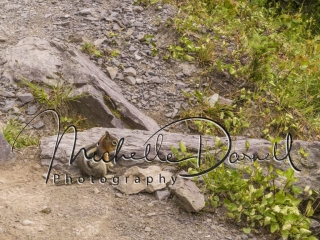 A golden mantled ground squirrel pauses in its foraging near Lincoln Pass and Sperry Chalet, Glacier National Park, Montana. 72 dpi, 300 dpi, 600 dpi