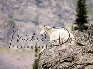 A mountain goat relaxes on the rocks in the heat of the day near Lincoln Pass and Sperry Chalet, Glacier National Park, Montana. 72 dpi, 300 dpi, 600 dpi.