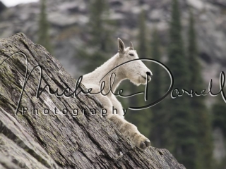 A mountain goat relaxes on the rocks in the heat of the day near Lincoln Pass and Sperry Chalet, Glacier National Park, Montana. 72 dpi, 300 dpi, 600 dpi.
