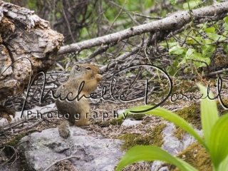 A Columbian ground squirrel munches on a seed it pulled out of the underbrush on the trail to Sperry Chalet, Glacier National Park, Montana. 72 dpi, 300 dpi, 600 dpi