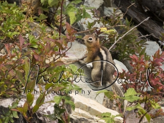 A golden mantled ground squirrel pauses in its foraging on the trail to Sperry Chalet, Glacier National Park, Montana. 72 dpi, 300 dpi, 600 dpi