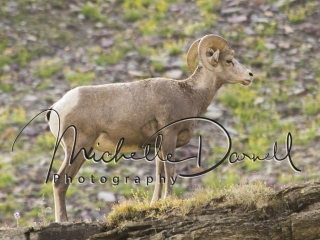 A bighorn sheep ewe takes a break from eating to watch the juveniles spar, on the trail to Hidden Lake, Logan's Pass, Glacier National Park, Montana. 72 dpi, 300 dpi, 600 dpi