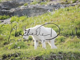 A friendly mountain goat at Hidden Lake Overlook, Logan's Pass, Glacier National Park, Montana. 72 dpi, 300 dpi, 600 dpi
