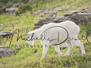 A friendly mountain goat at Hidden Lake Overlook, Logan's Pass, Glacier National Park, Montana. 72 dpi, 300 dpi, 600 dpi
