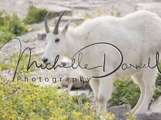 A friendly mountain goat at Hidden Lake Overlook, Logan's Pass, Glacier National Park, Montana. 72 dpi, 300 dpi, 600 dpi