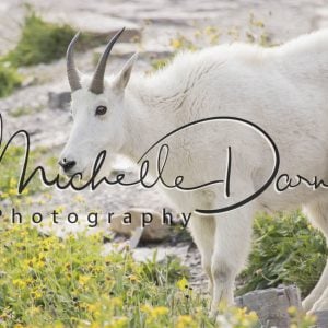 A friendly mountain goat at Hidden Lake Overlook, Logan's Pass, Glacier National Park, Montana. 72 dpi, 300 dpi, 600 dpi