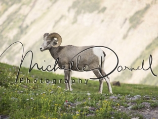 A bighorn sheep ewe takes a break from eating to watch the juveniles spar, on the trail to Hidden Lake, Logan's Pass, Glacier National Park, Montana. 72 dpi, 300 dpi, 600 dpi