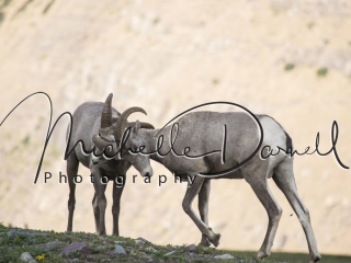 Two juvenile bighorn sheep playfully spar and butt heads on the trail to Hidden Lake, Logan's Pass, Glacier National Park, Montana. 72 dpi, 300 dpi, 600 dpi