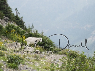 A baby mountain goat plays at Logan's Pass, Glacier National Park, Montana. 72 dpi, 300 dpi, 600 dpi