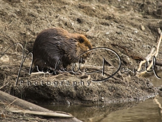 A beaver takes a break from a swim and chews on a stick at Black Bay Park, Post Falls, Idaho. 72 dpi, 300 dpi, 600 dpi