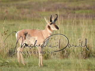 A pronghorn antelope pauses in its run at the National Bison Range, Moise, Montana. 72 dpi, 300 dpi, 600 dpi