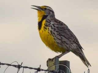 A western Montana meadowlark sings from its perch on a barbed wire fence at the National Bison Range, Moise, Montana. 72 dpi, 300 dpi, 600 dpi