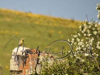 A western meadowlark rests on a rock in the National Bison Range, Moise, Montana. 72 dpi, 300 dpi, 600 dpi