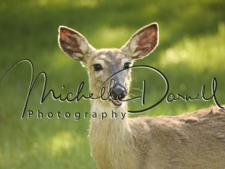 A whitetail deer doe at The National Bison Range, Moise, Montana. 72 dpi, 300 dpi, 600 dpi