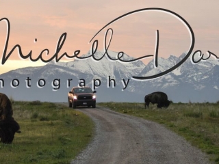 A truck creeps between two grazing bison at sunrise in the National Bison Range, Moise, Montana. The mission mountains crown the background. 72 dpi, 300 dpi, 600 dpi.