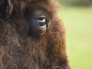 A bison takes a break from scratching its head against a rock at the National Bison Range, Moise, Montana. 72 dpi, 300 dpi, 600 dpi