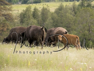 A baby bison and family at The National Bison Range, Moise, Montana. 72 dpi, 300 dpi, 600 dpi