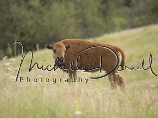 A baby bison at The National Bison Range, Moise, Montana. 72 dpi, 300 dpi, 600 dpi