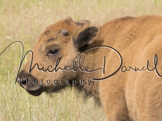 A baby bison and family at The National Bison Range, Moise, Montana. 72 dpi, 300 dpi, 600 dpi