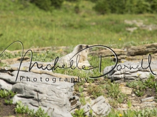 A Hoary marmot suns itself on the rocks near Logan's Pass, on the trail to Hidden Lake. 72 dpi, 300 dpi, 600 dpi