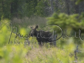 Female moose in the swamps at Two Medicine Lake, Glacier National Park, Montana. 72 dpi, 300 dpi, 600 dpi