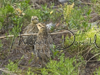 Ptarmigan chicks in the underbrush near the trail to Astor Falls, Two Medicine, Glacier National Park. 72 dpi, 300 dpi, 600 dpi