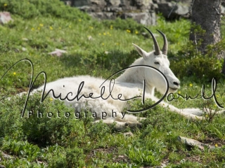 A lazy mountain goat at Hidden Lake Overlook, Logan's Pass, Glacier National Park, Montana. 72 dpi, 300 dpi, 600 dpi