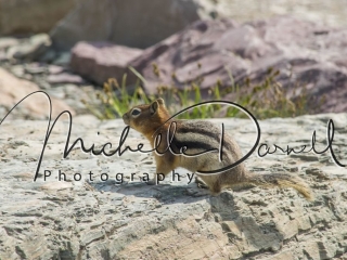 Golden Mantle Ground Squirrel on the way to Sperry Chalet, Glacier National Park, Montana. 72 dpi, 300 dpi, 600 dpi