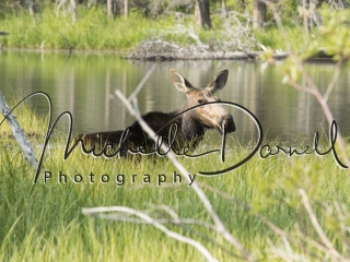 Female moose in the swamps at Two Medicine Lake, Glacier National Park, Montana. 72 dpi, 300 dpi, 600 dpi