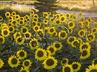 Sunflower Fields