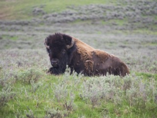 American Bison