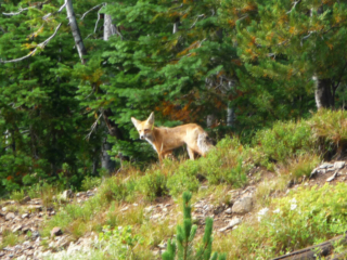 Red Fox
