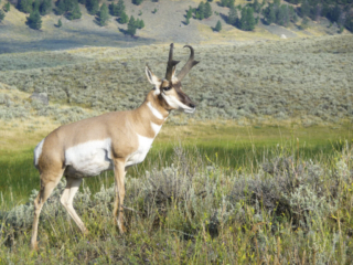Pronghorn Antelope