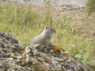 Colombian Ground Squirrel