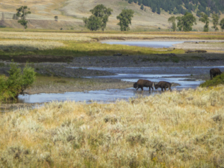 Lamar Valley, Yellowstone National Park