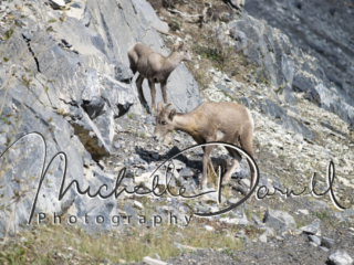 Ewe and baby bighorn sheep