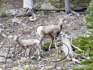 Ewe and baby bighorn sheep